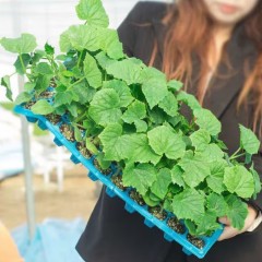 黄瓜苗 10颗/组 单位：组
