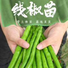 辣椒苗 6颗/组 单位：组