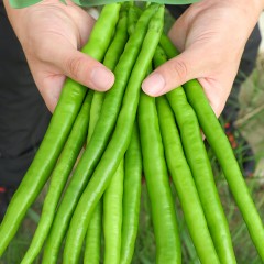 辣椒苗 6颗/组 单位：组