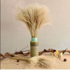 原生态芦苇1米100支/包